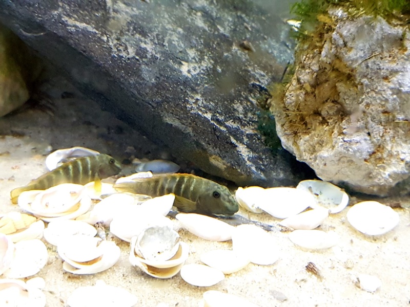 Eretmodus marksmithi 'Milima Island'